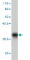 PTGIR Antibody (monoclonal) (M01)